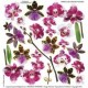 folia sospesso 3/06 orchid