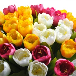 ***tulipan kolorowy pełny