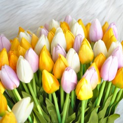 ***tulipan pączek 