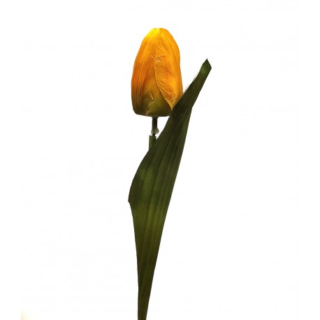 tulipan kolor żółty