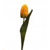 tulipan kolor żółty