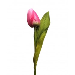 ***tulipan kolor fuksja