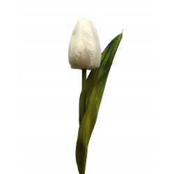 ***tulipan kolor biały