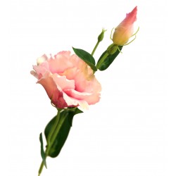 eustoma na piku pastelowy róż