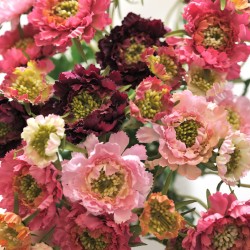 kwiat scabiosa mix 