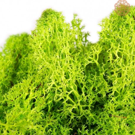 mech chrabotek 125 g zielony