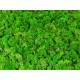 mech chrobotek zieleń 80g