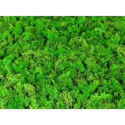 mech chrobotek zieleń 80g