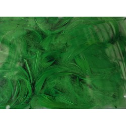 pióra w pudełku kolor zieleń