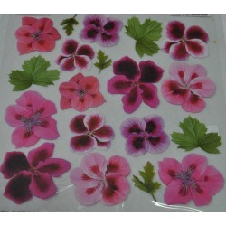 folia sospeso 4/03 geranium