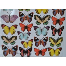 folia sospeso 3/14 kolorowe motyle