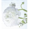 ***serwetka 33x33 K72